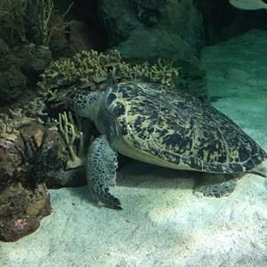 Meet your Posher, Diane